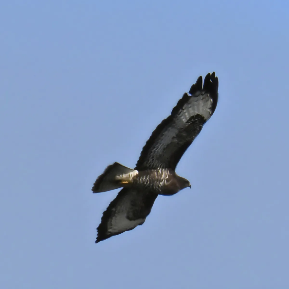 Spotted Common Buzzard