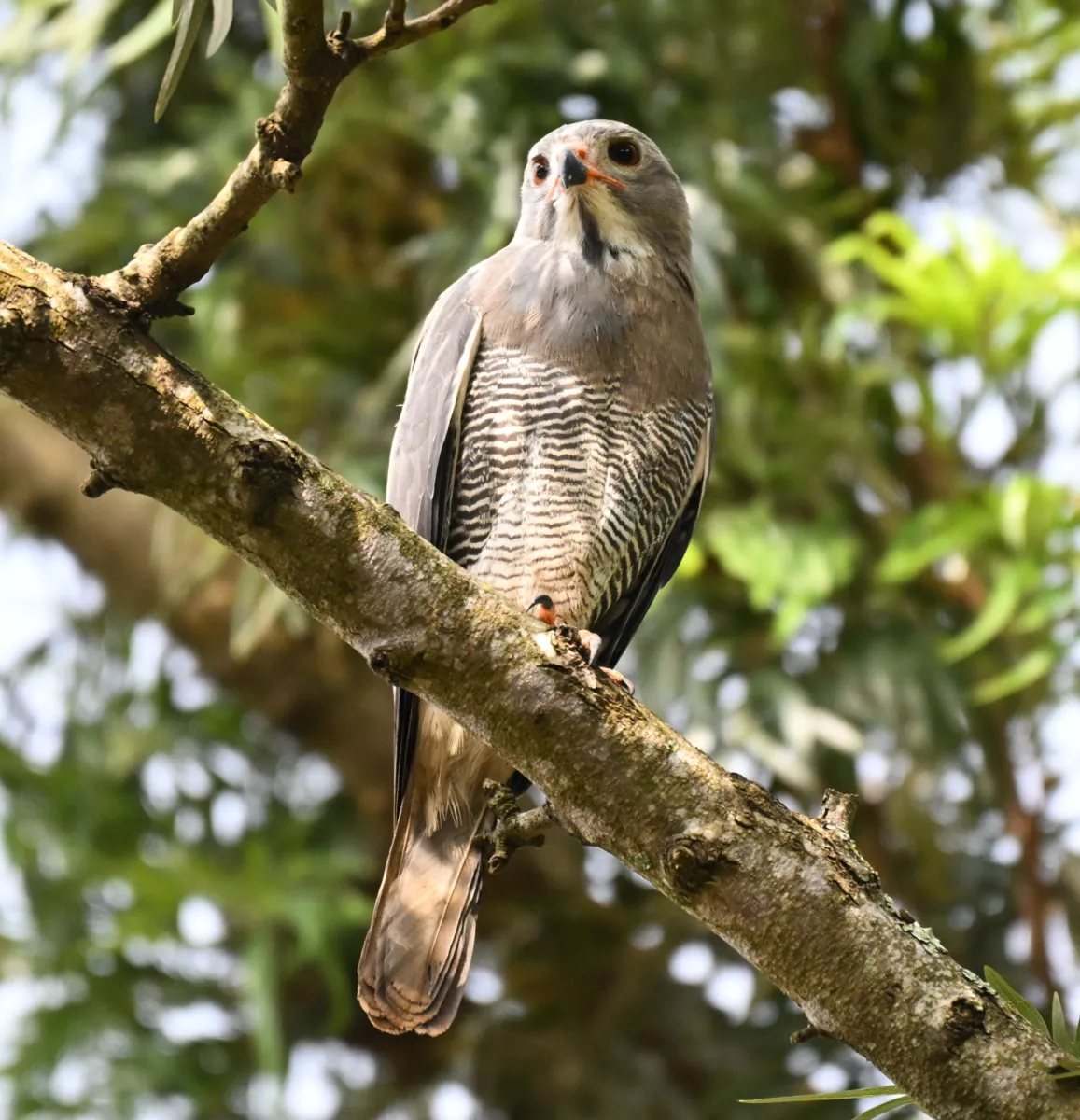 Spotted Lizard Buzzard