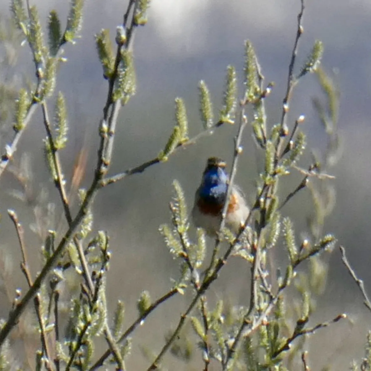 Spotted Bluethroat