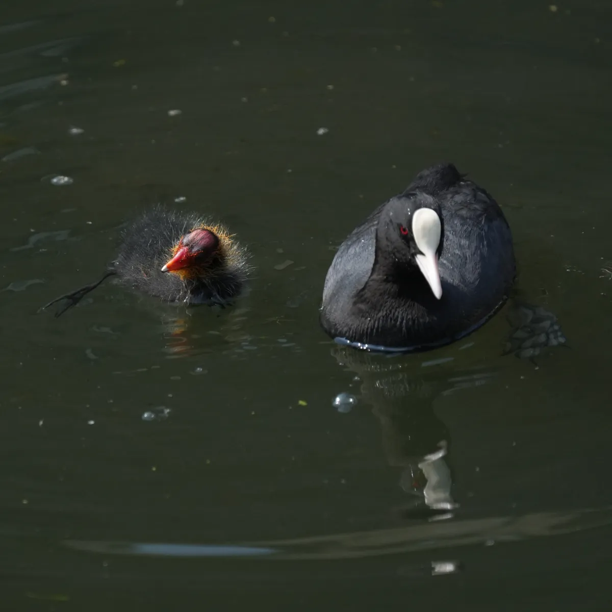 Spotted Eurasian Coot
