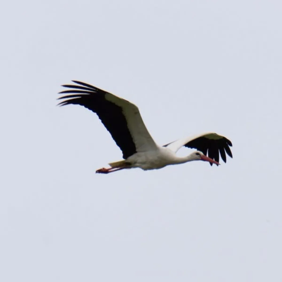 Spotted White Stork
