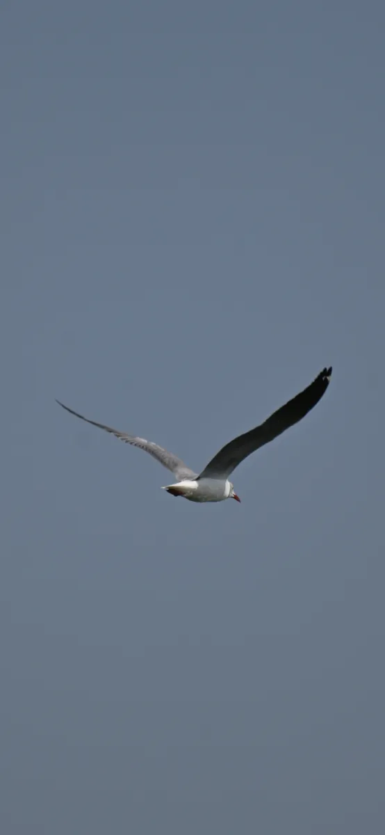 Spotted Gray-hooded Gull