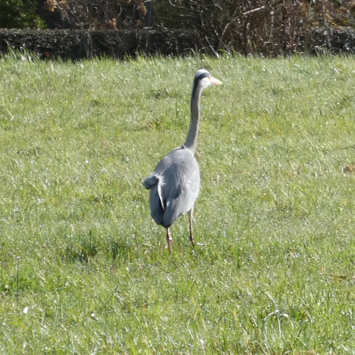 Spotted Gray Heron