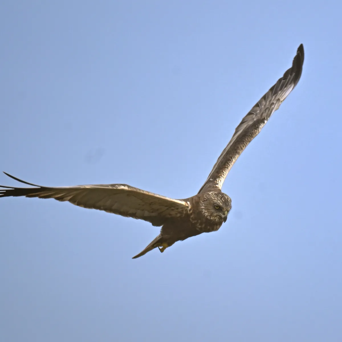 Gespotte Bruine kiekendief