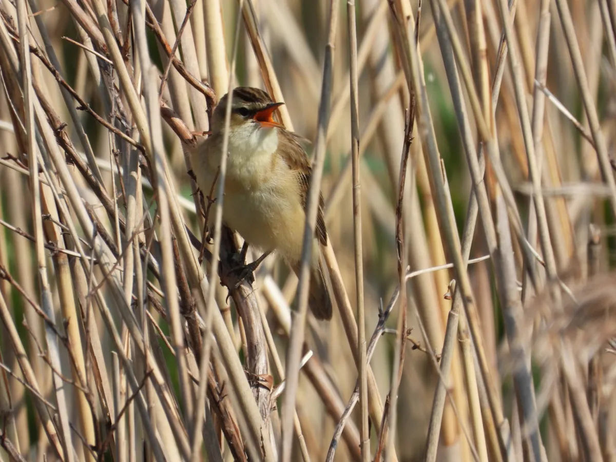 Spotted Sedge Warbler