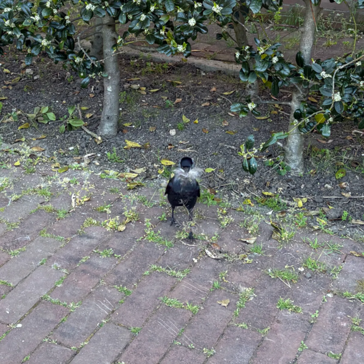 Waargenomen Kauw