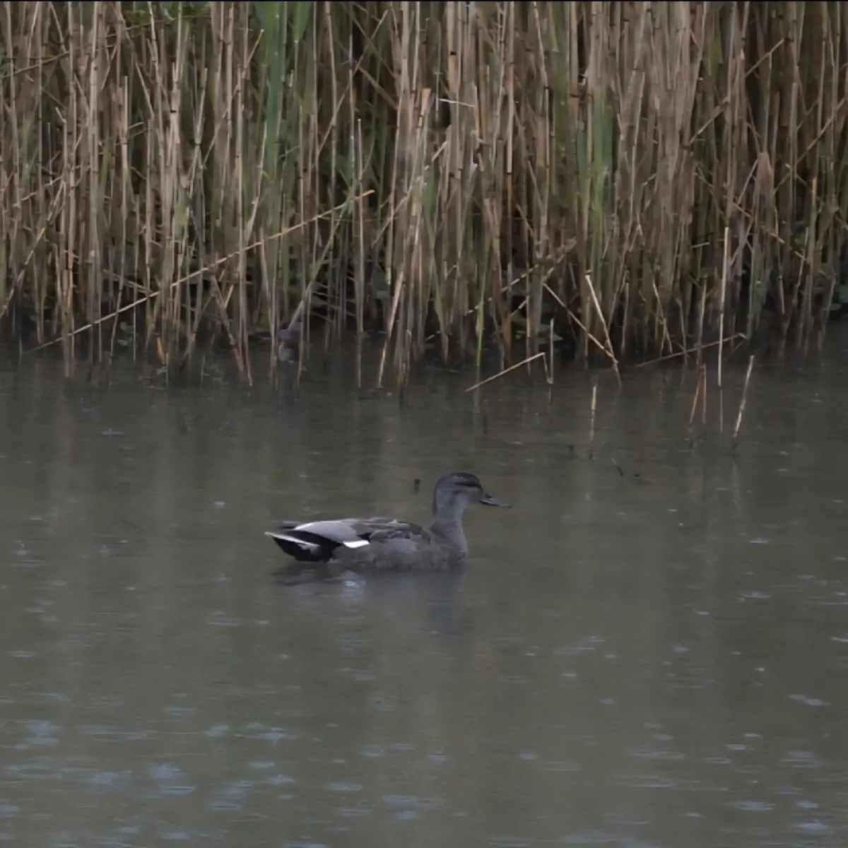 Spotted Gadwall