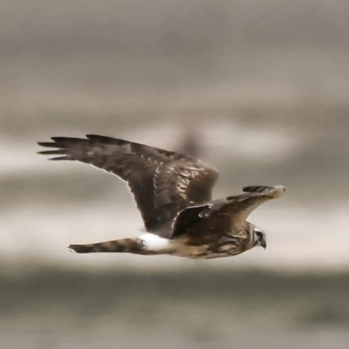 Gespotte Blauwe kiekendief