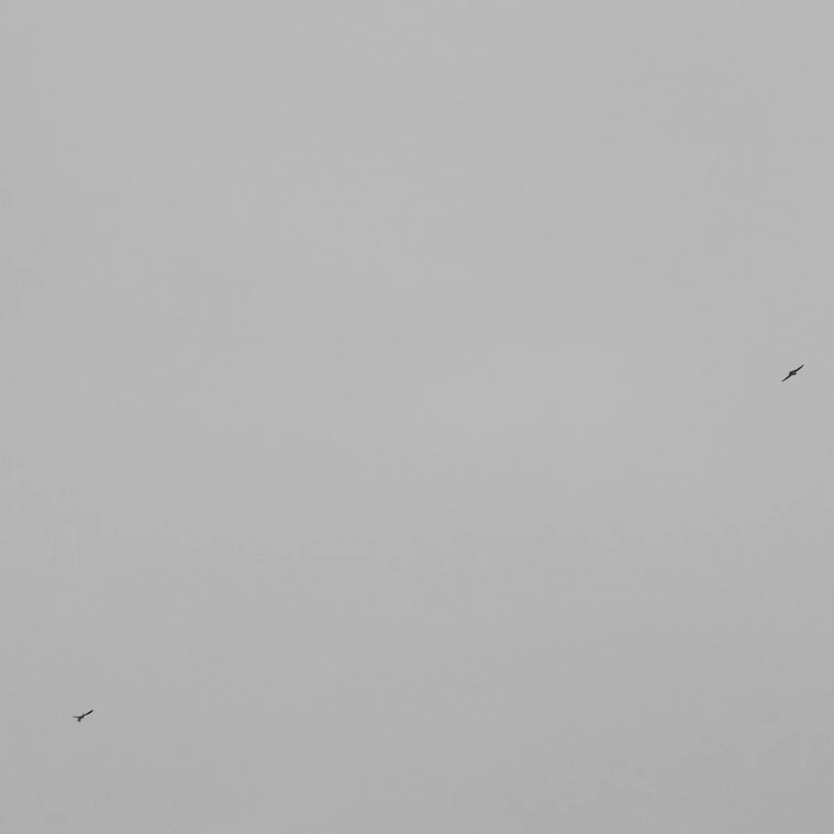 Spotted Barn Swallow