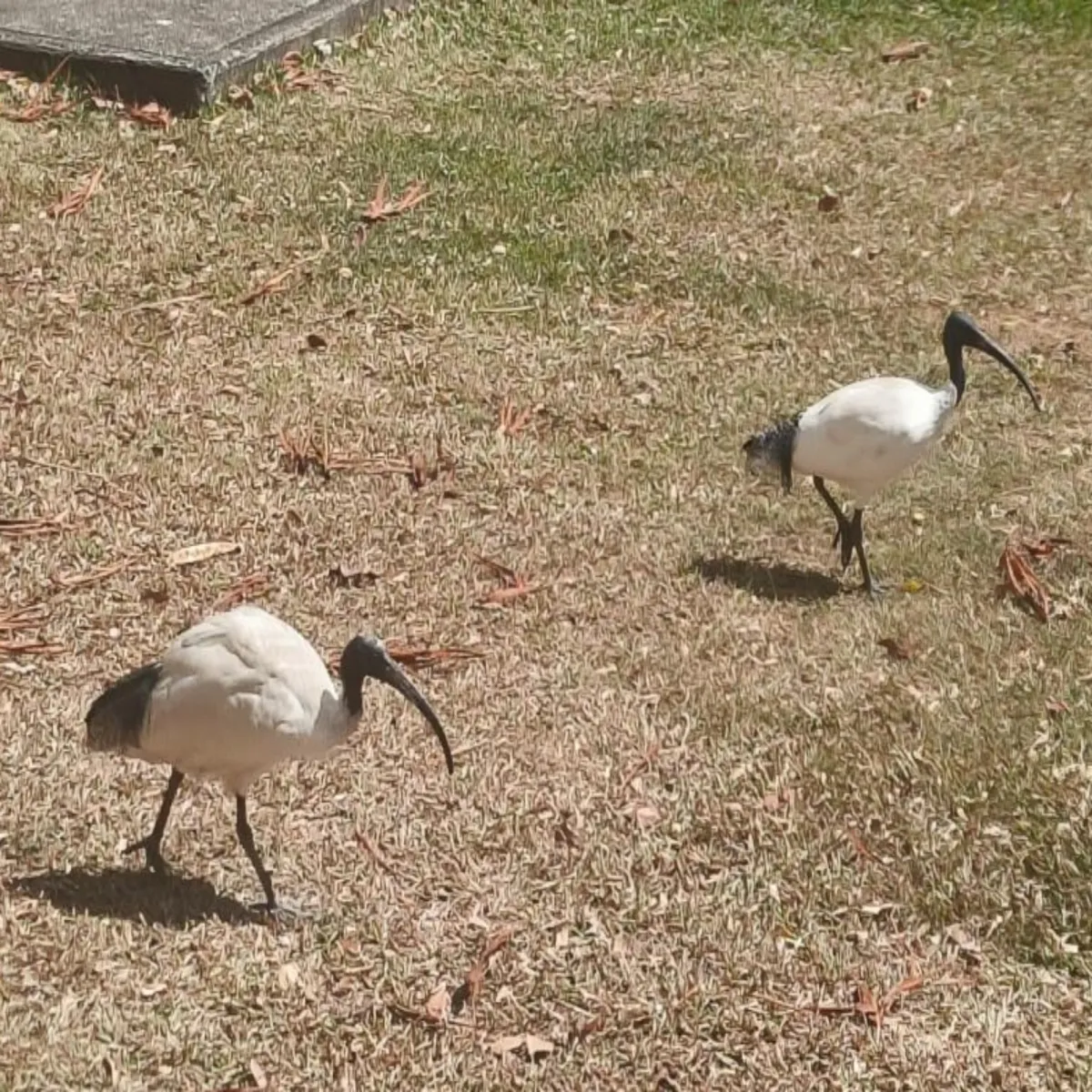 Spotted Australian Ibis