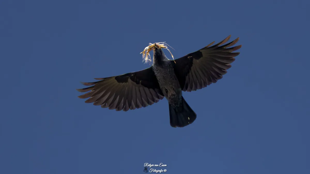 Spotted Rook