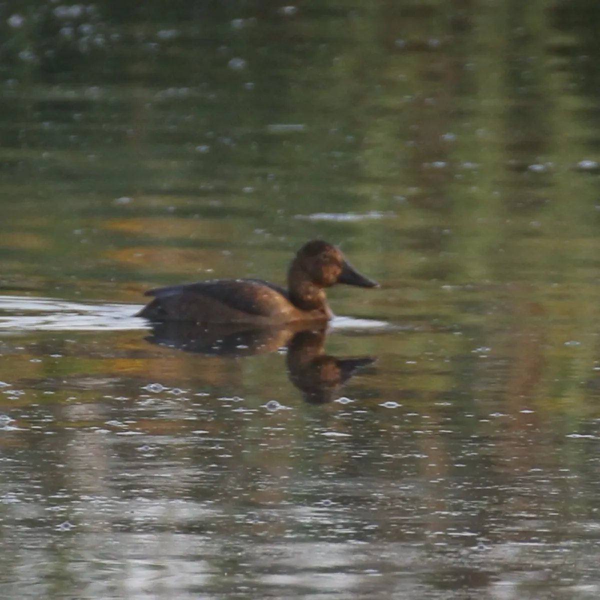 Spotted Common Pochard