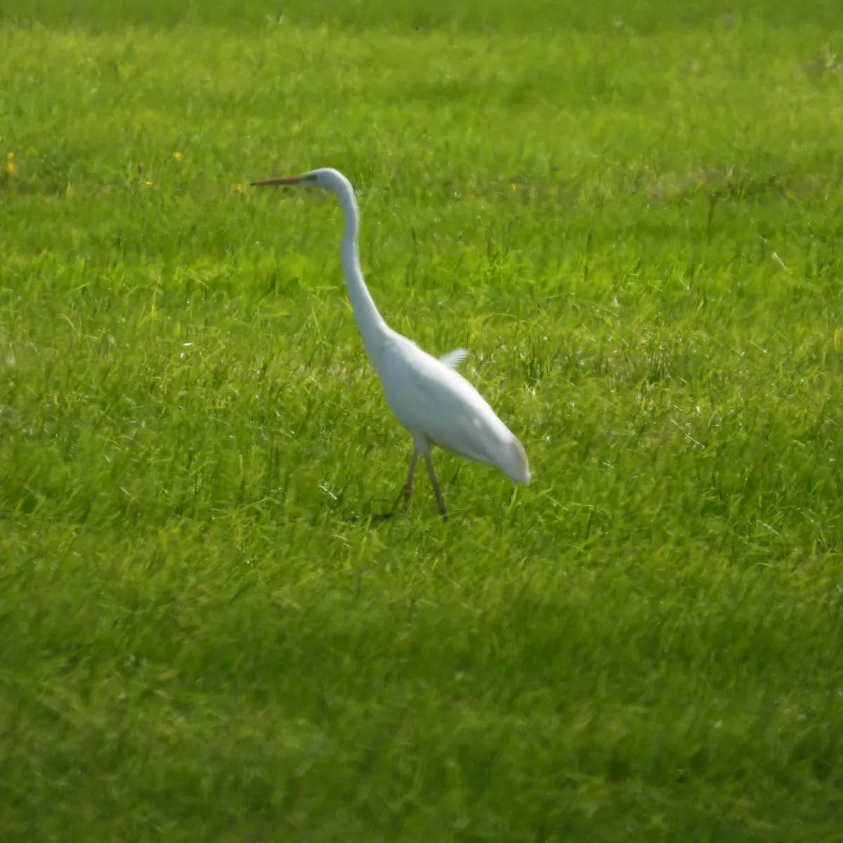 Waargenomen Grote zilverreiger