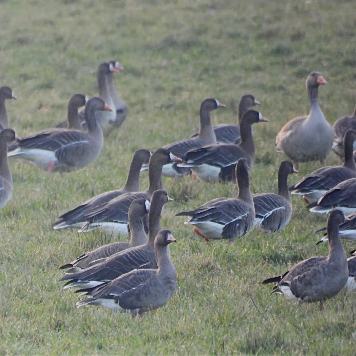 Spotted Greater White-fronted Goose