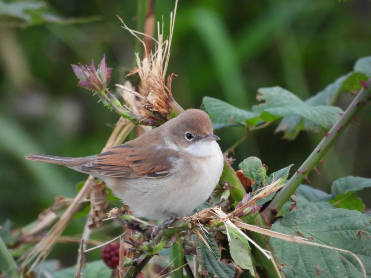 Spotted Greater Whitethroat