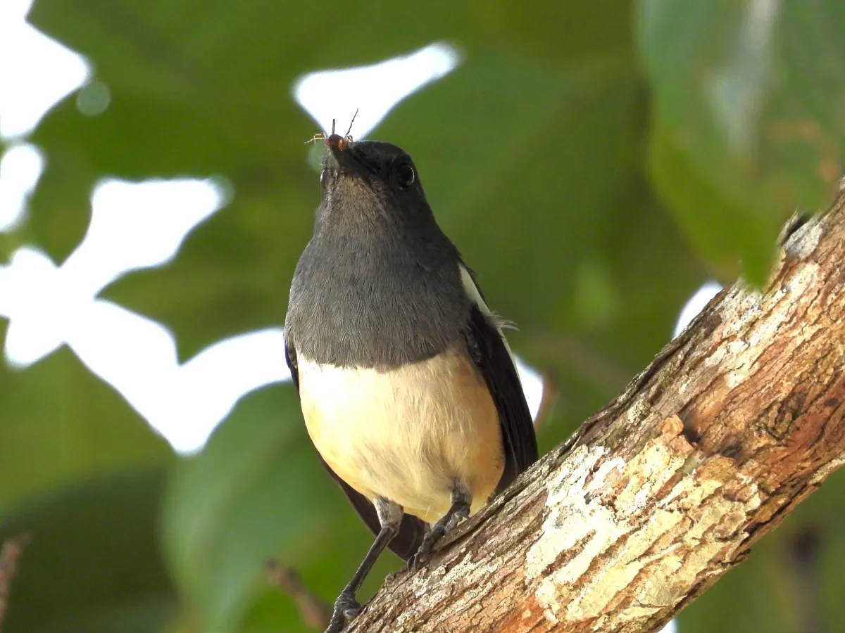 Gespotte Dayallijster