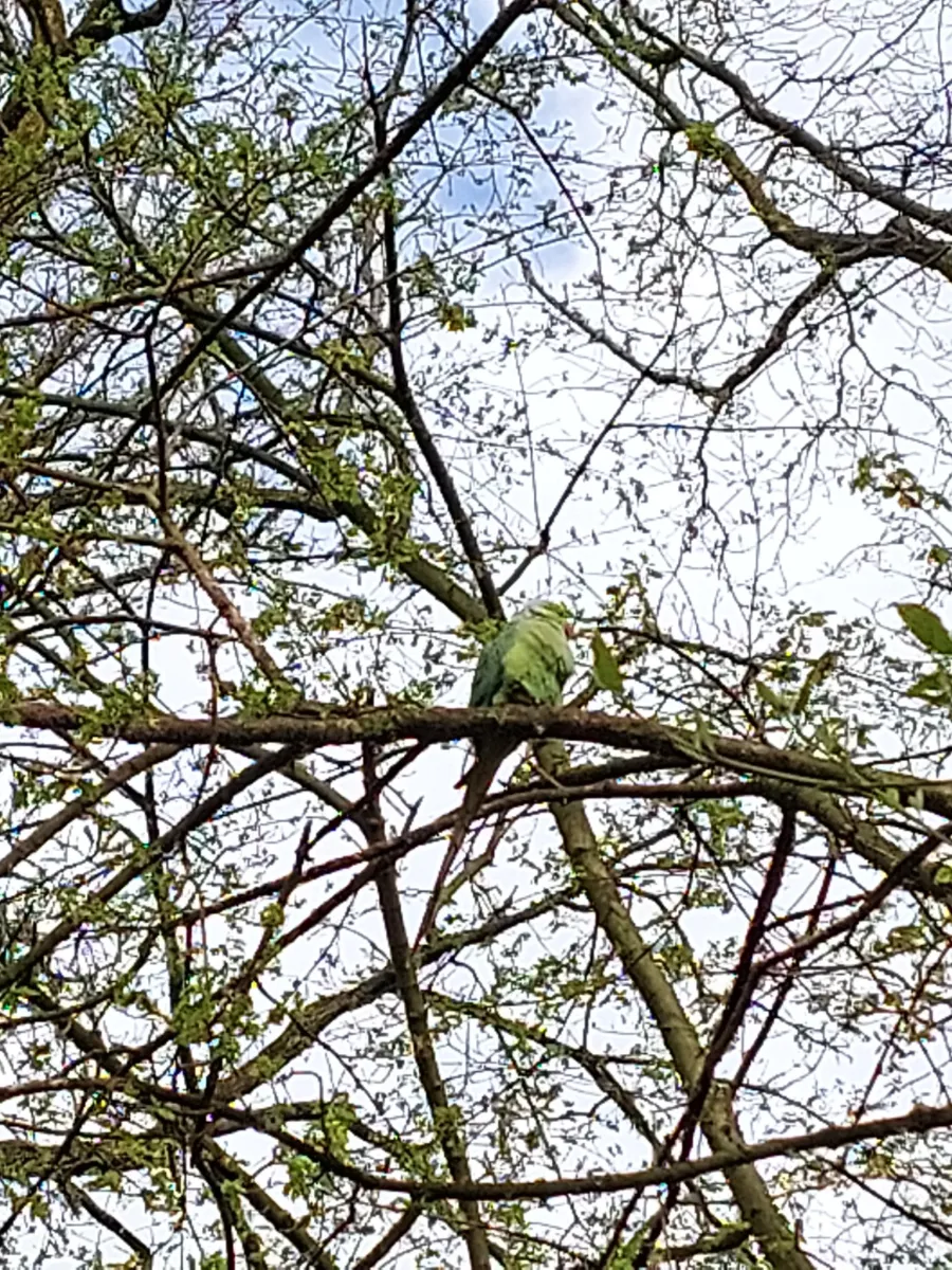 Gespotte Halsbandparkiet