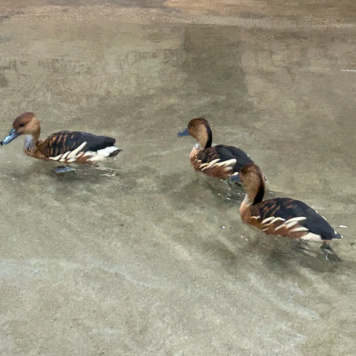 Gespotte Rosse fluiteend