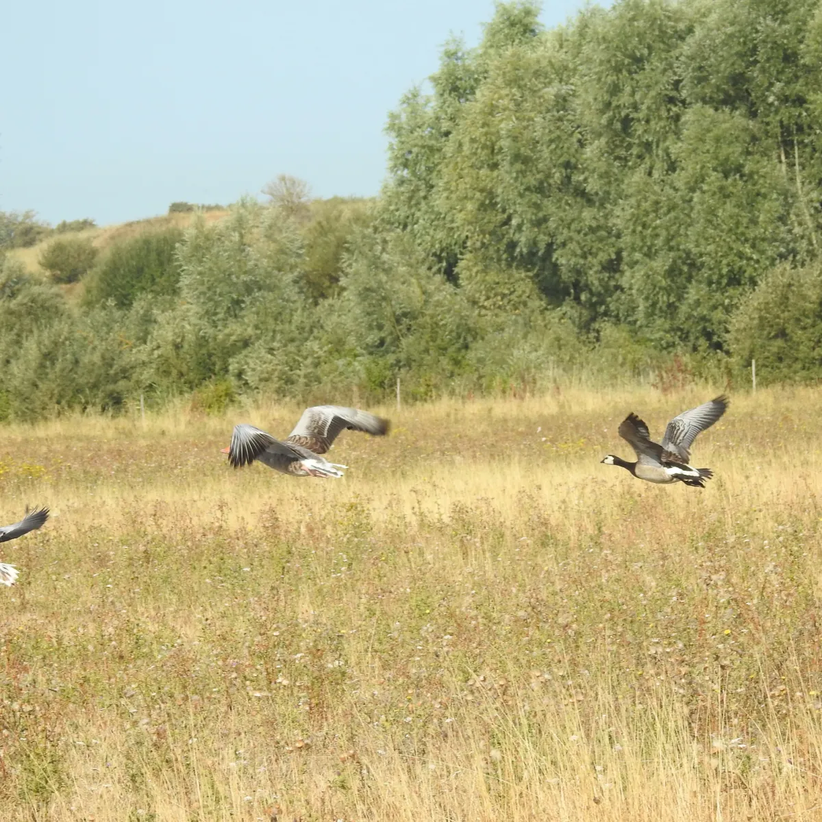Spotted Graylag Goose