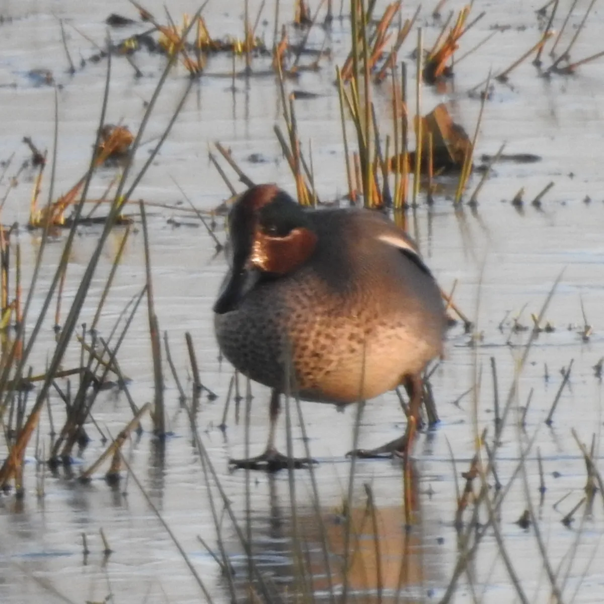 Spotted Green-winged Teal