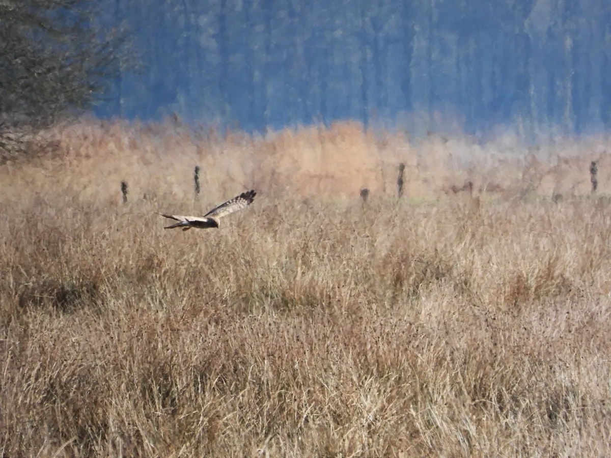 Gespotte Blauwe kiekendief