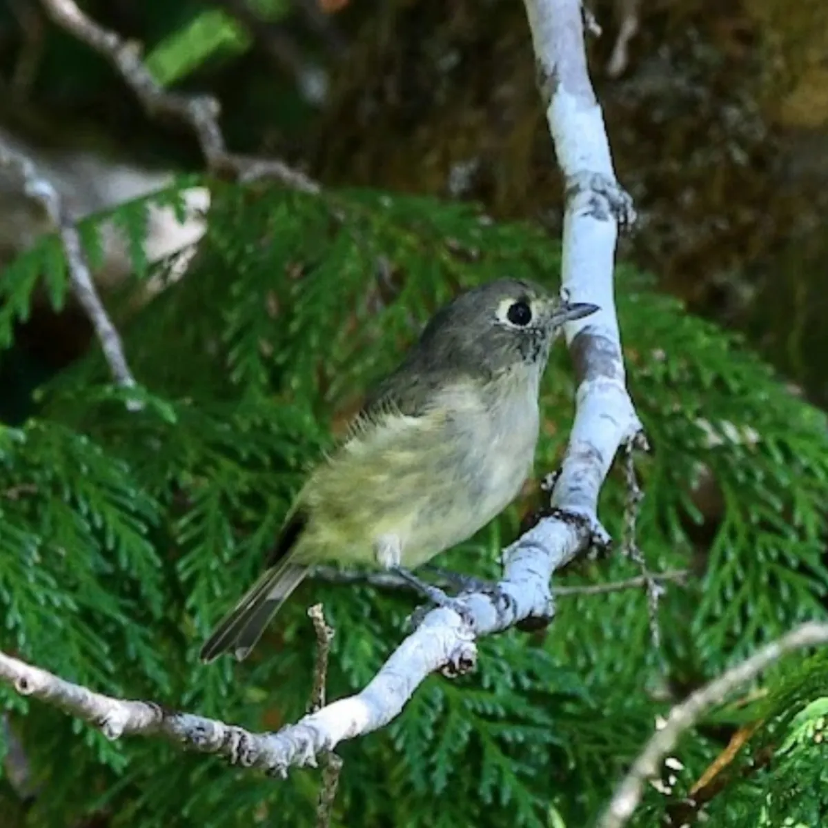 Spotted Hutton's Vireo