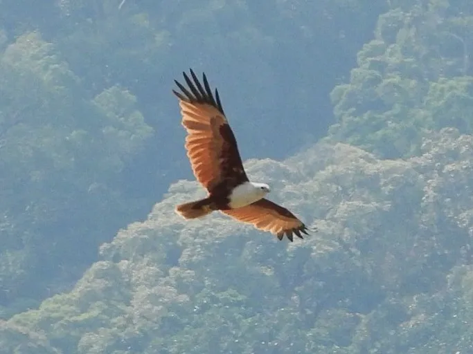 Gespotte Brahmaanse wouw