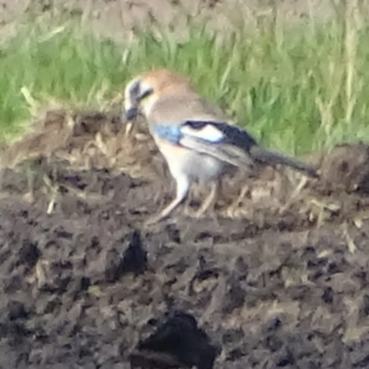 Spotted Eurasian Jay