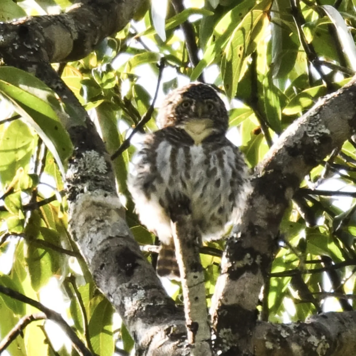 Gespotte Gekraagde dwerguil