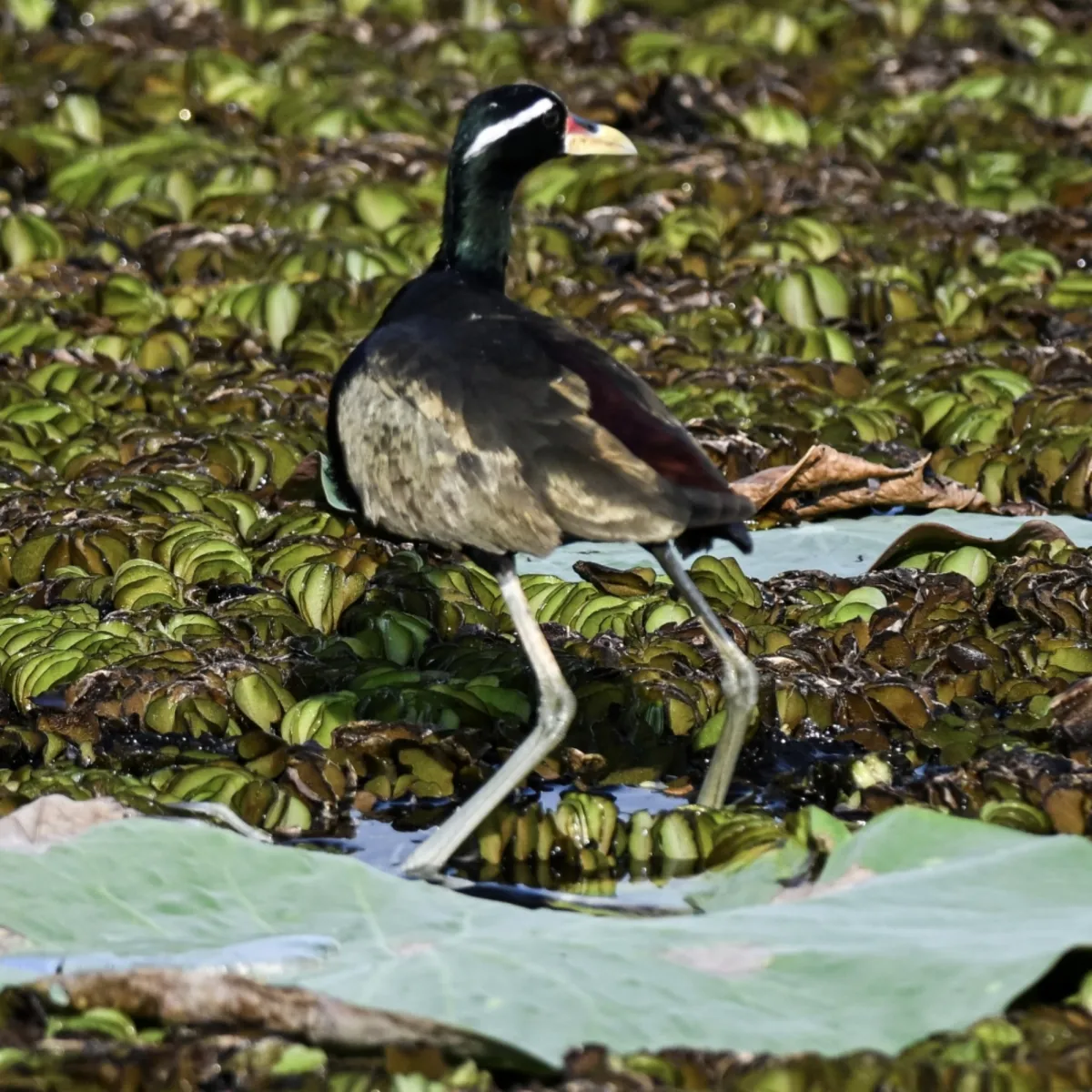 Gespotte Bronsvleugeljaçana