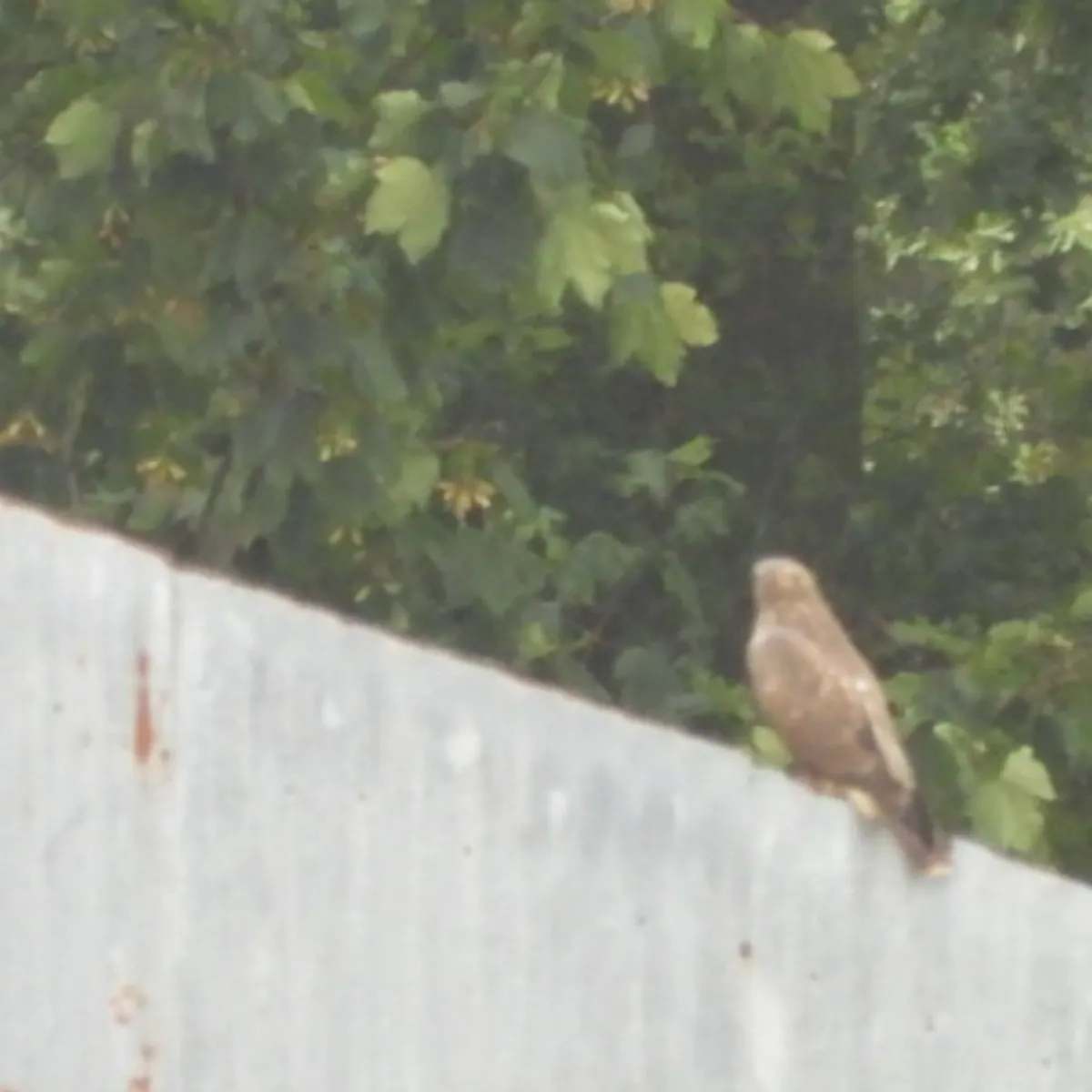 Waargenomen Buizerd