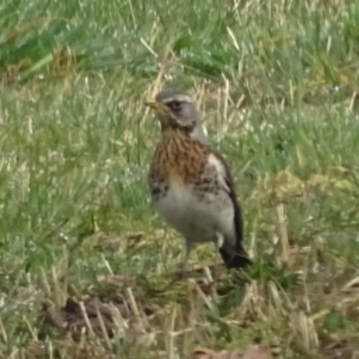 Spotted Fieldfare