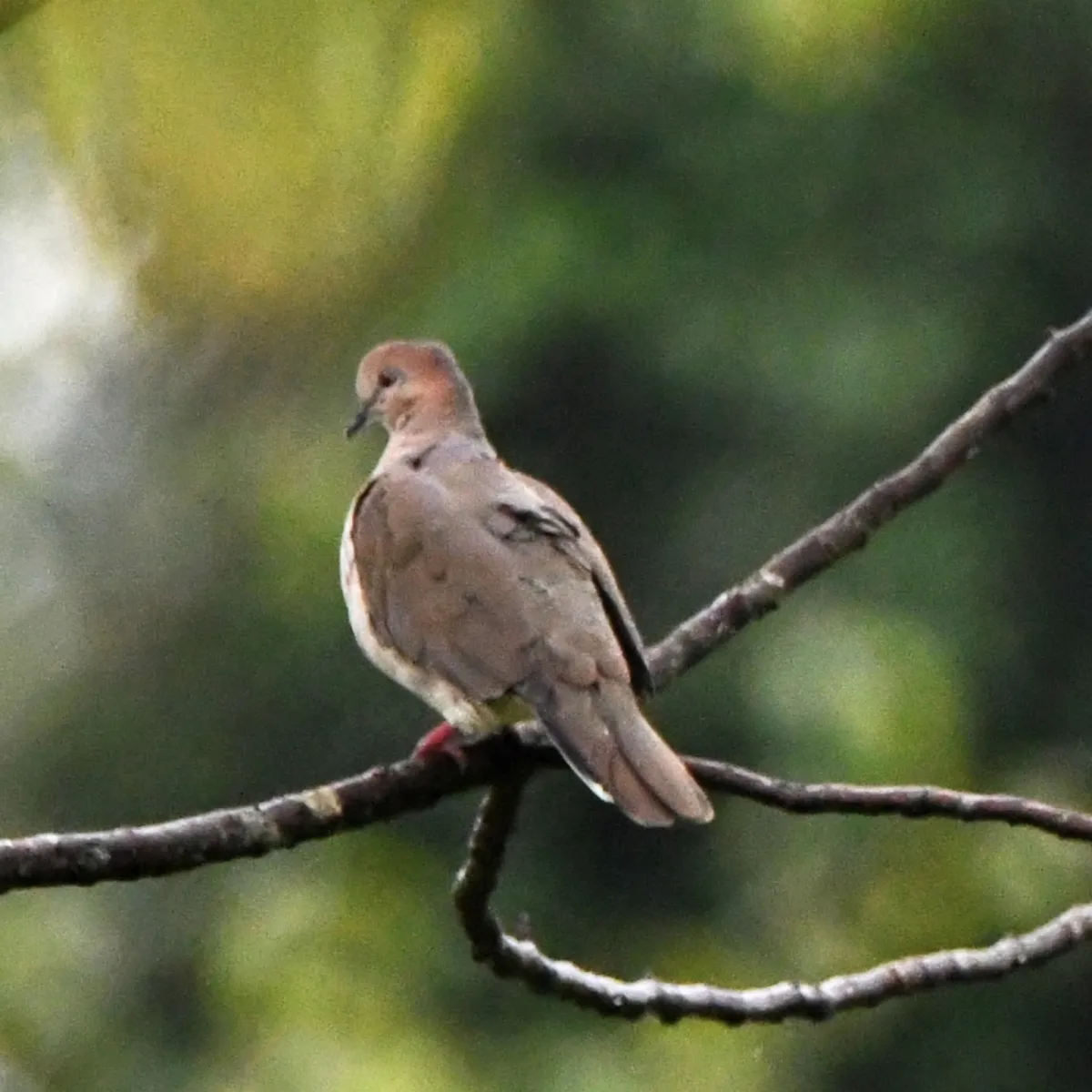 Spotted White-tipped Dove