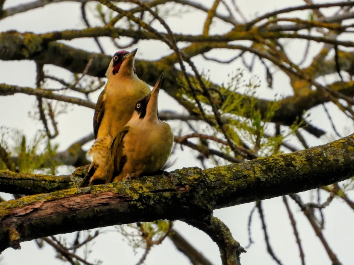 Gespotte Groene specht