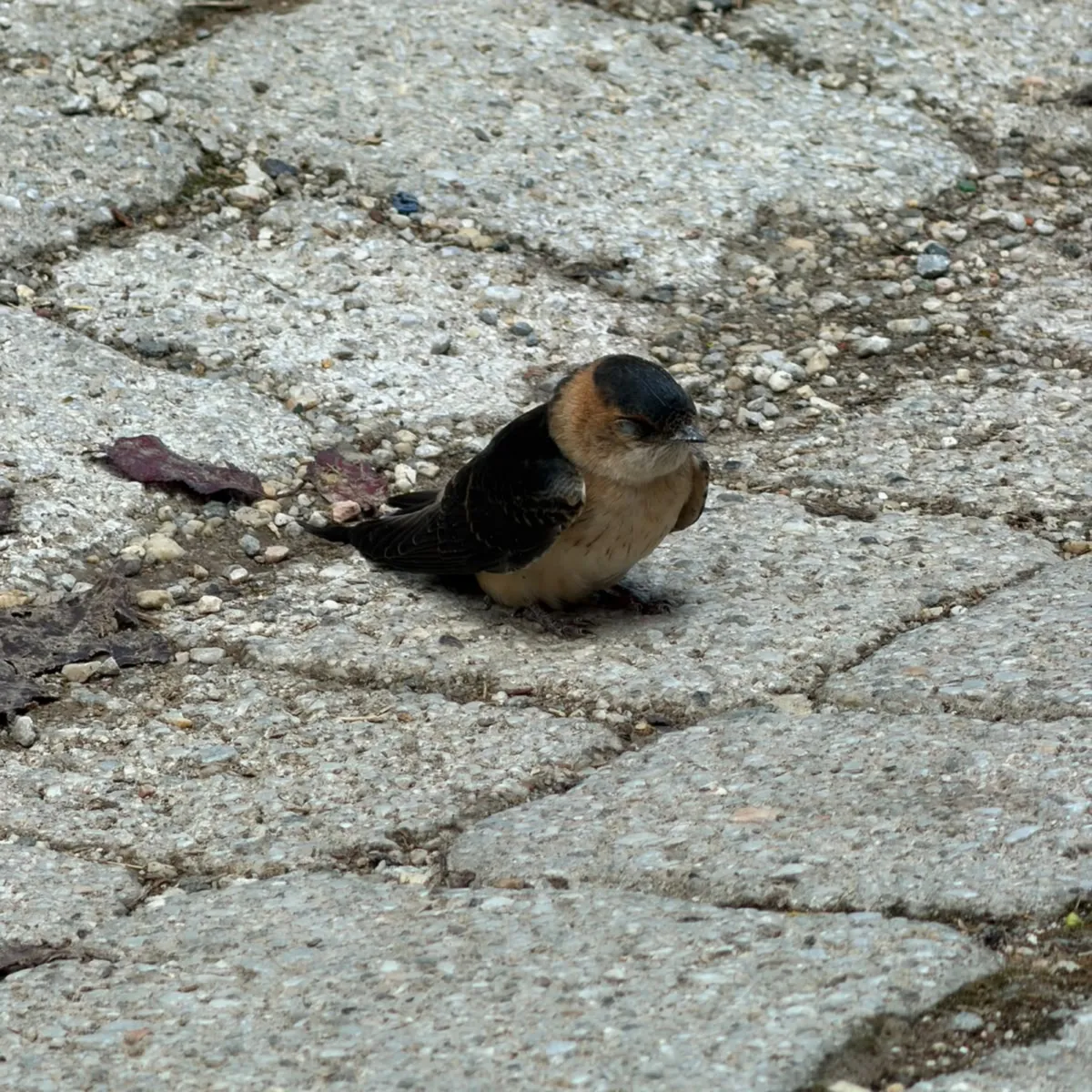 Spotted European Red-rumped Swallow