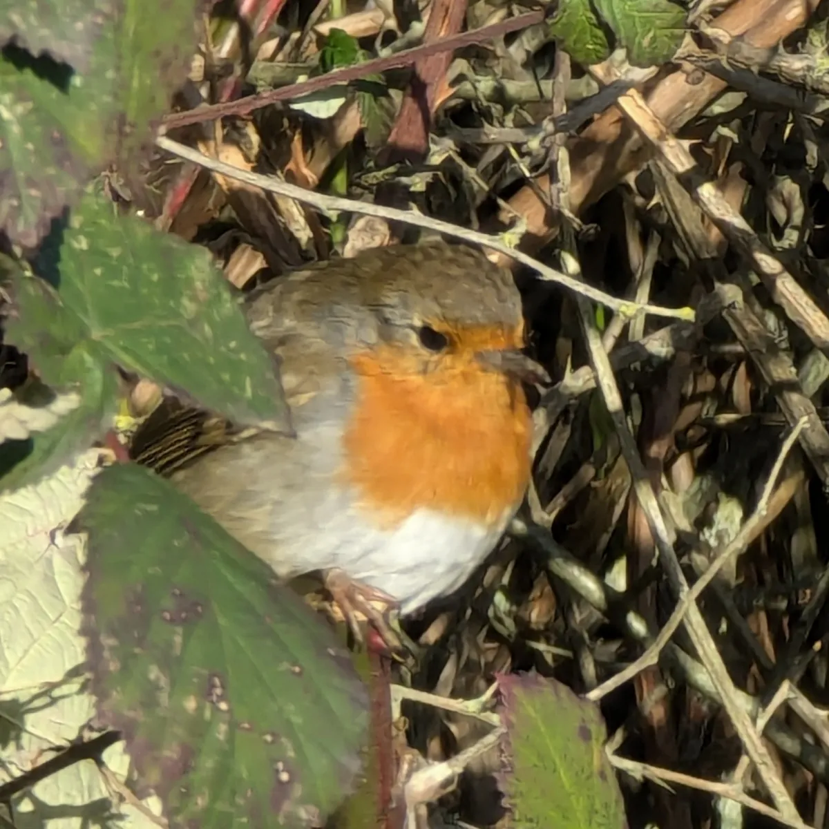 Spotted European Robin