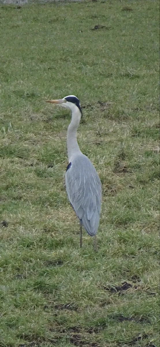 Gespotte Blauwe reiger