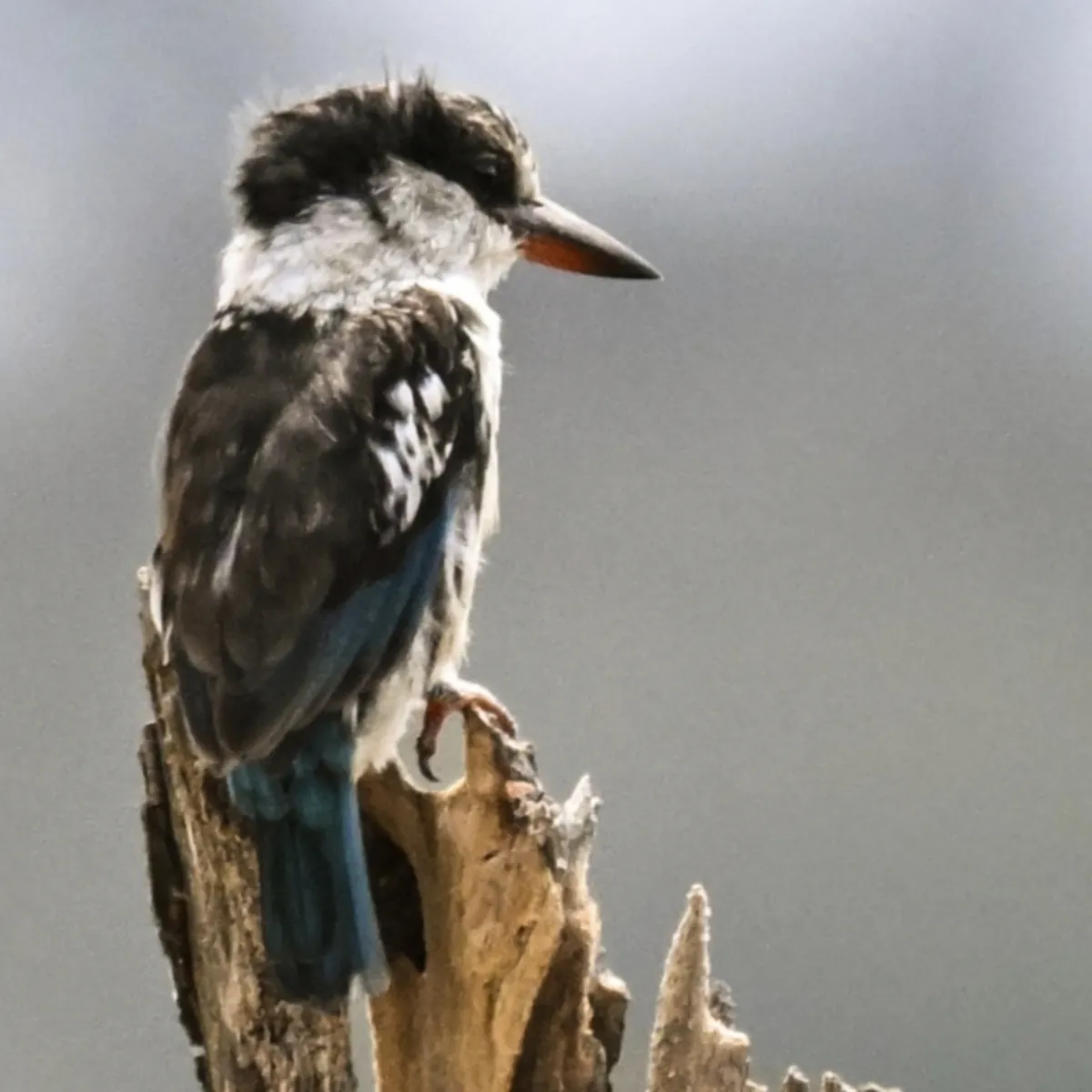 Waargenomen Gestreepte ijsvogel