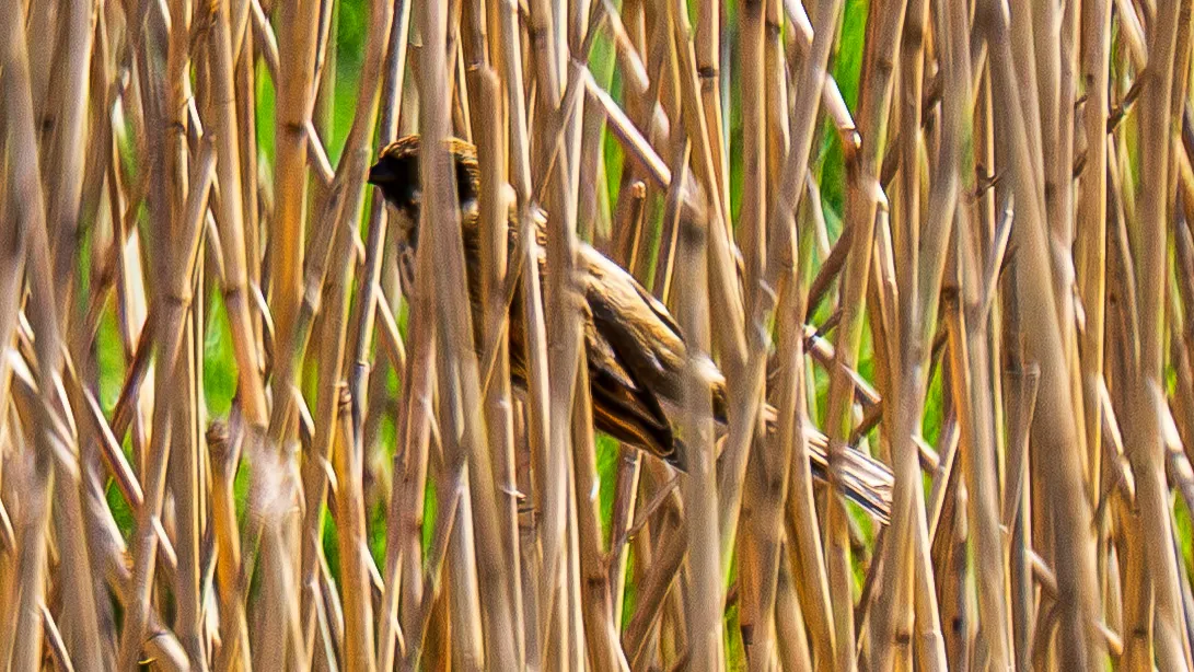 Gespotte Rietgors