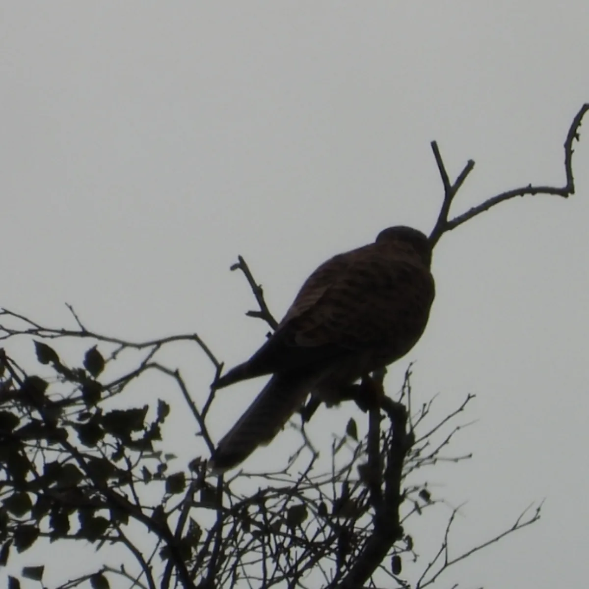 Spotted Eurasian Kestrel