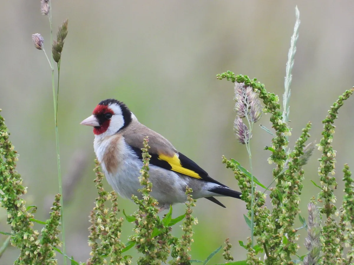 Spotted European Goldfinch