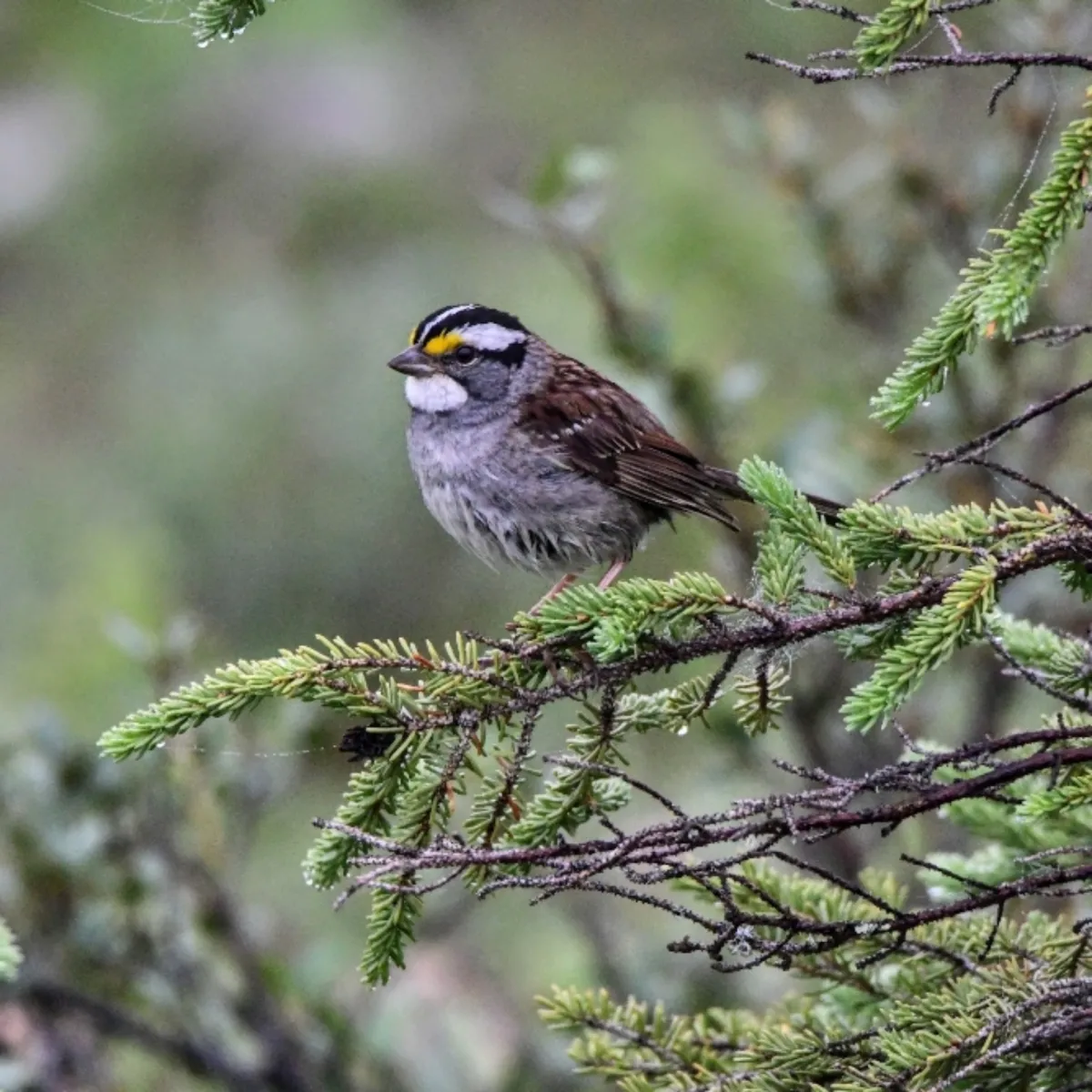 Gespotte Witkeelgors