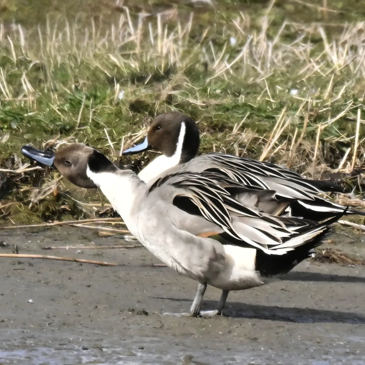 Spotted Northern Pintail