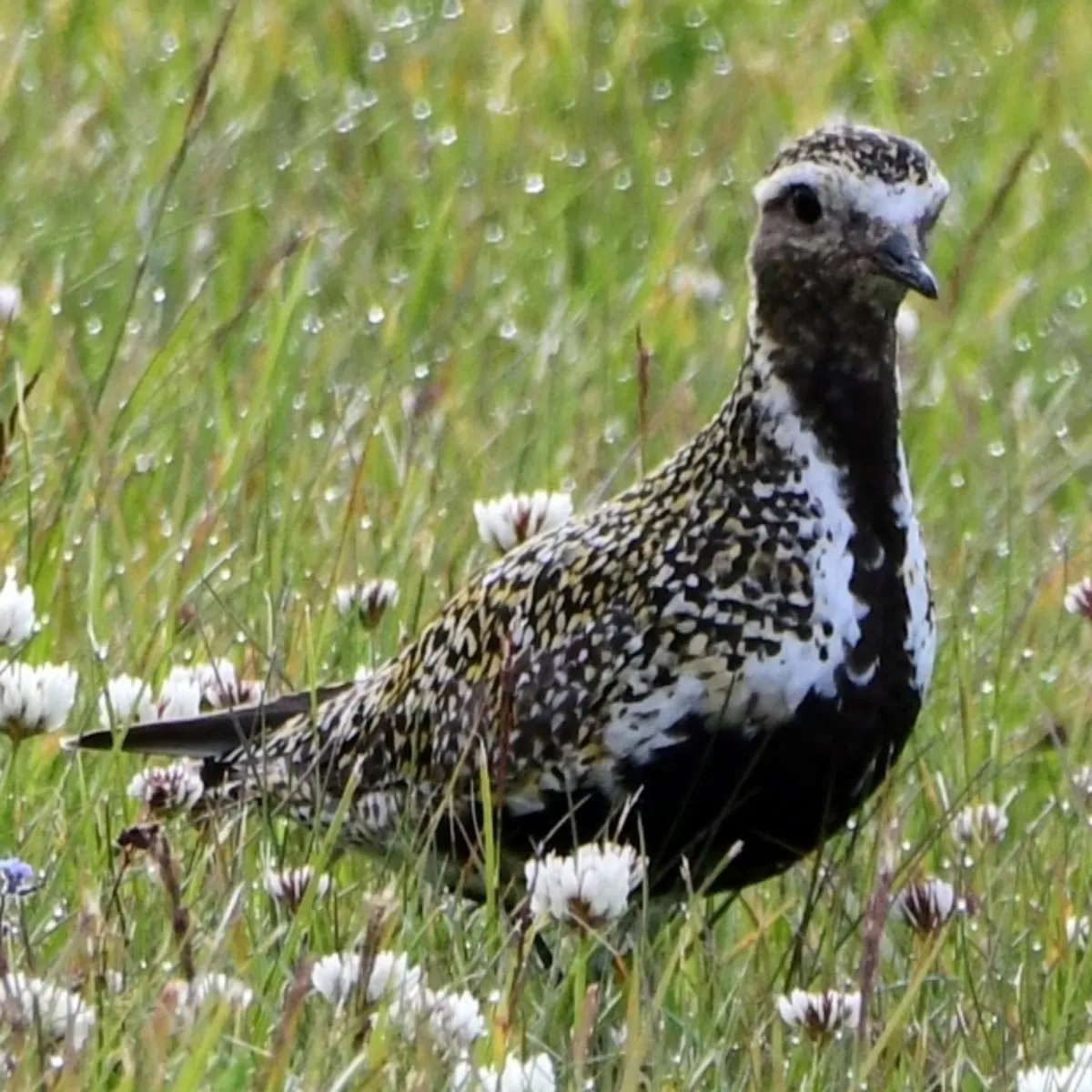 Spotted European Golden-Plover