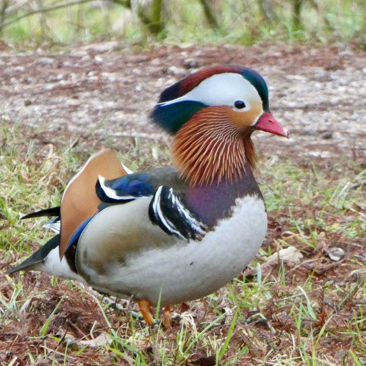 Spotted Mandarin Duck