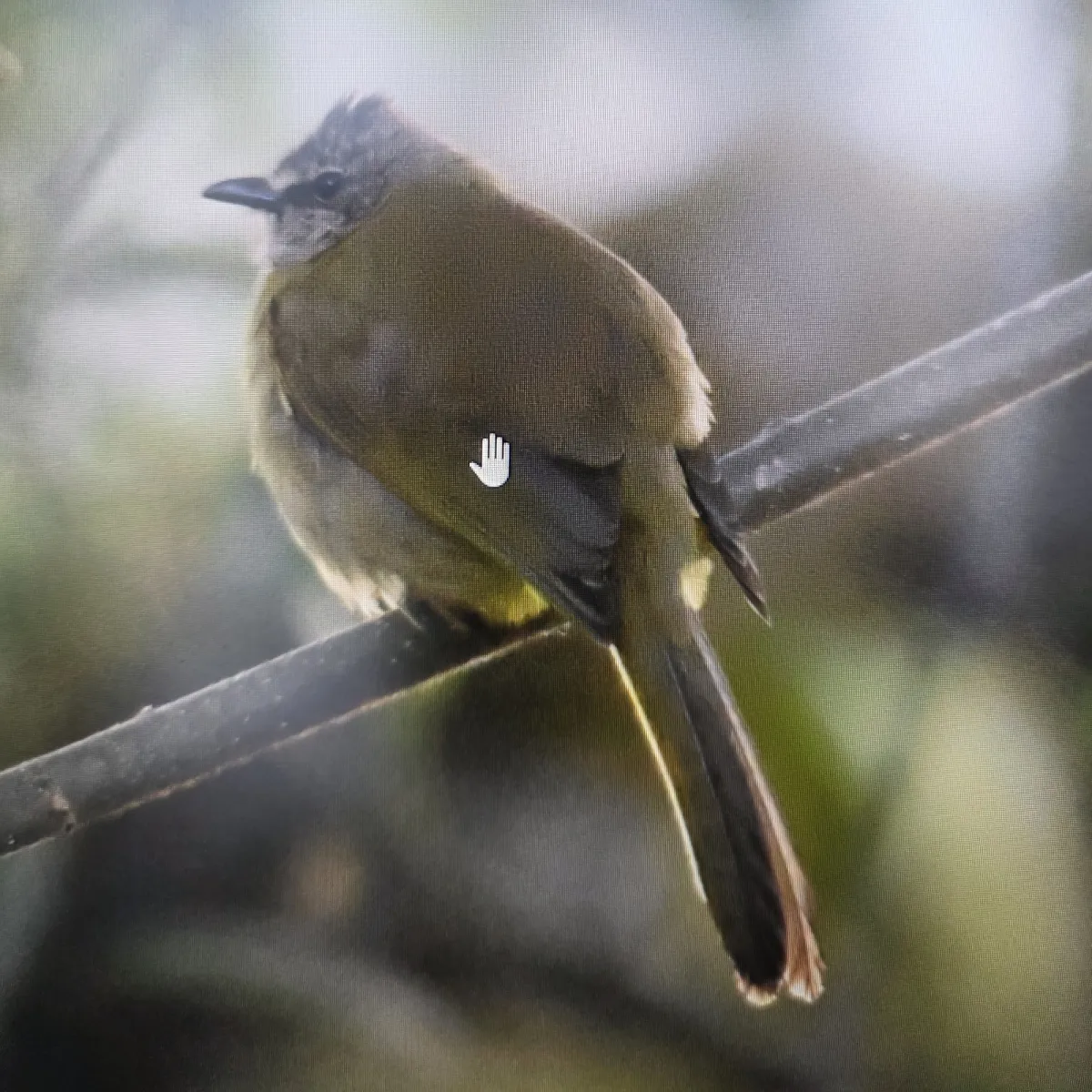 Gespotte Geelwangbuulbuul