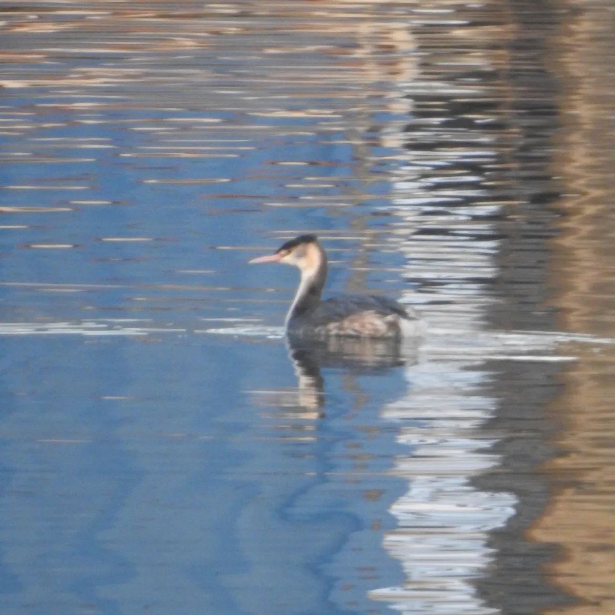 Spotted Great Crested Grebe
