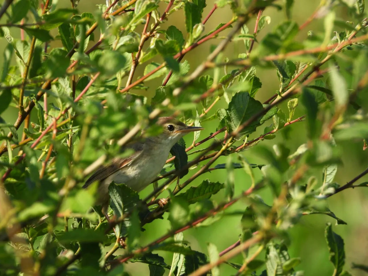 Spotted Marsh Warbler