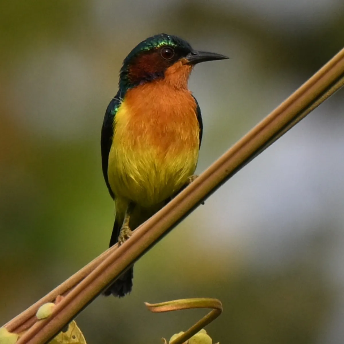Gespotte Roodwanghoningzuiger