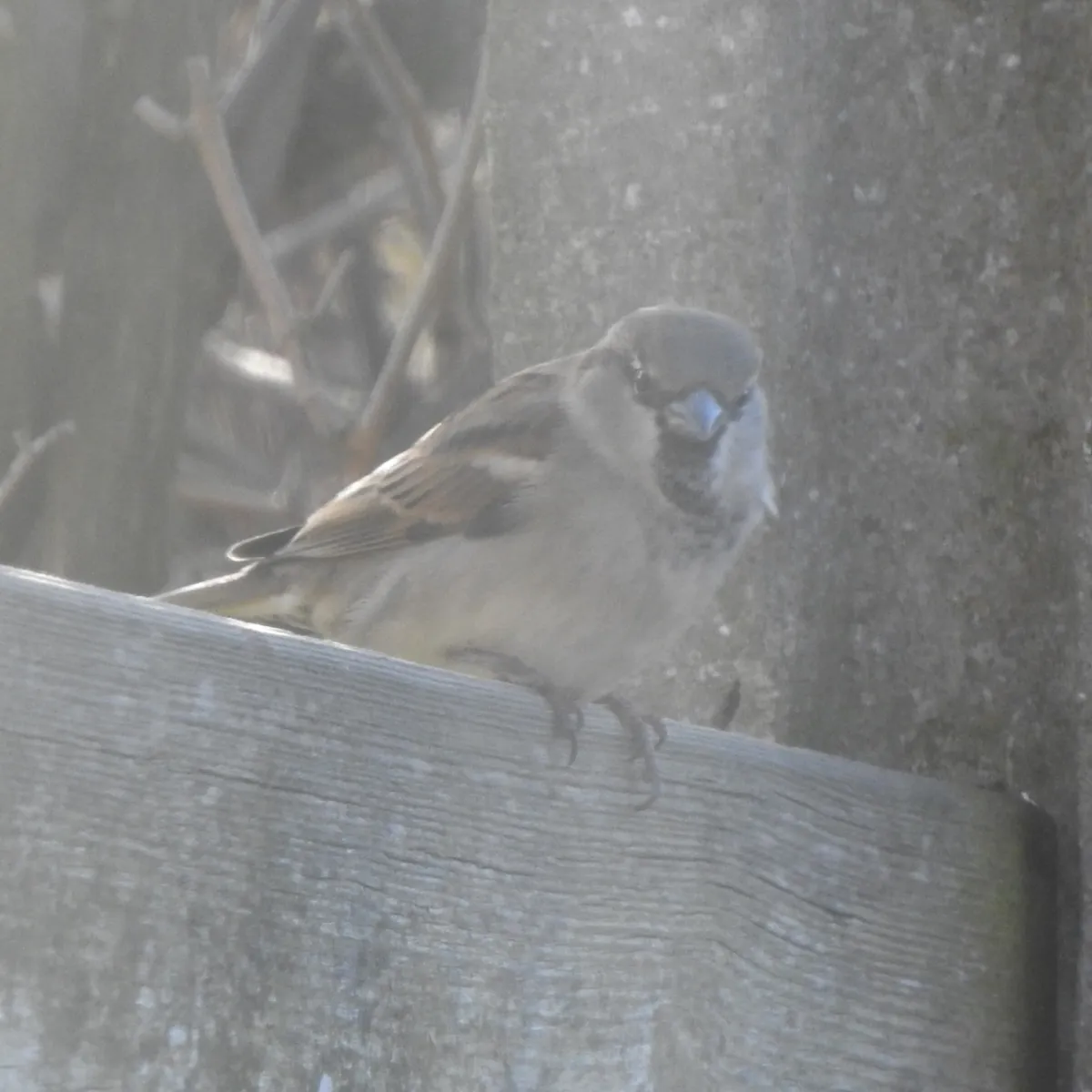 Spotted House Sparrow